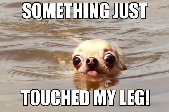 "Dont'worry, it's a crocodile"