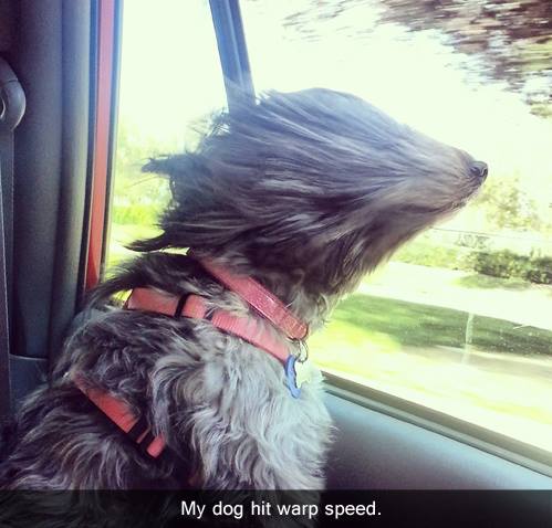 My dog hit a warp speed