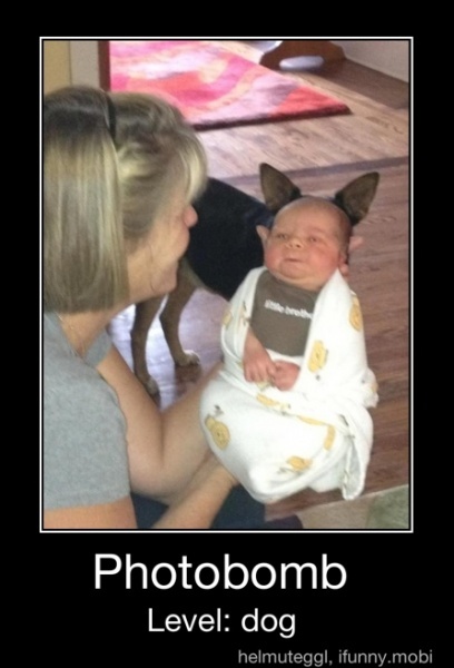 its either a dog, or yoda