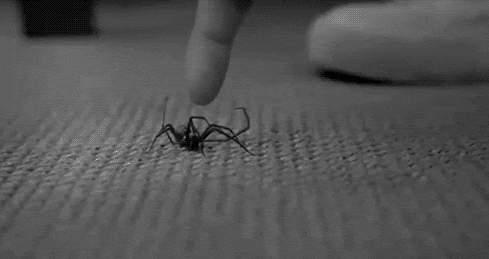 What girls think killing a spider is like