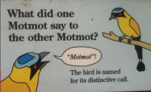 motmot