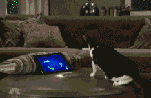 Scary maze was not made for cats.