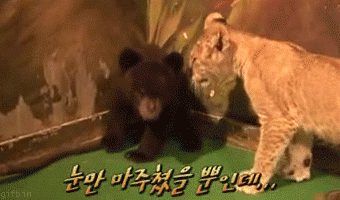 Bear Cub's Late Reaction