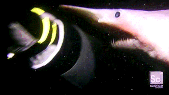 Disturbing Goblin Shark