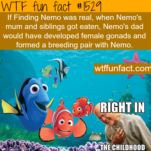 Finding nemo was real