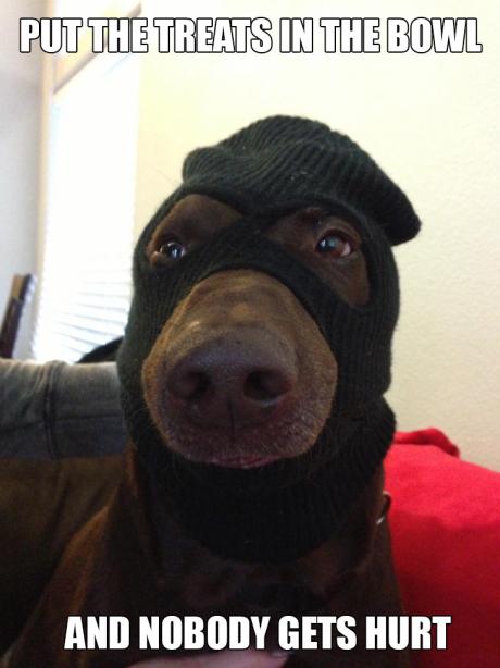 sly dog