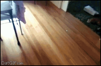 Cat Bowling