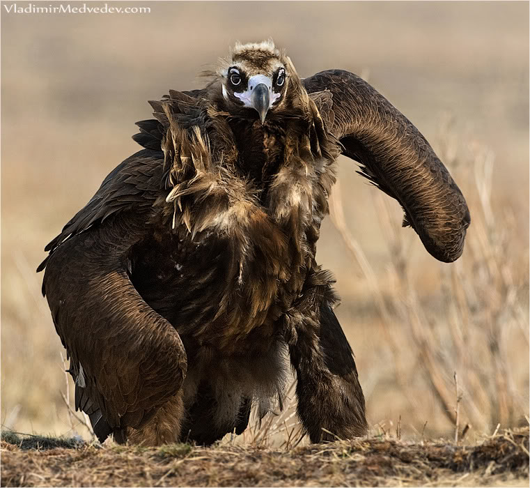 Real angry bird