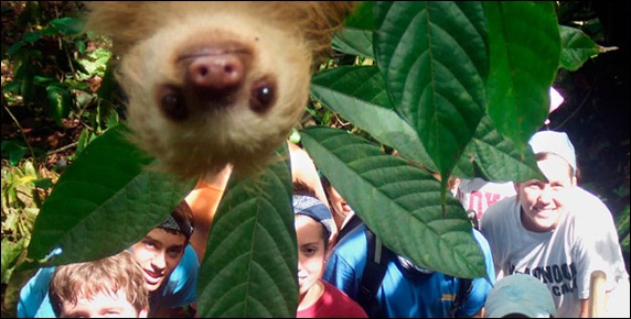 Sloth Photobomb