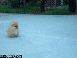 Cute Hopping Pomeranian