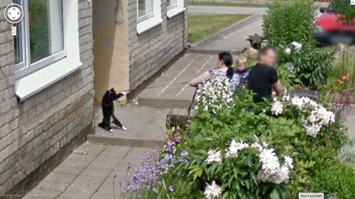 Google map catches a family trying to walk its cat
