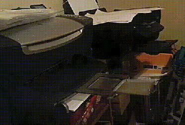 Cat applying for a boat loan.