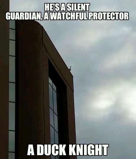 the duck knight rises