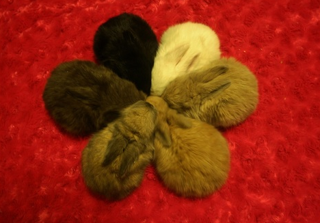 Bunny flower power