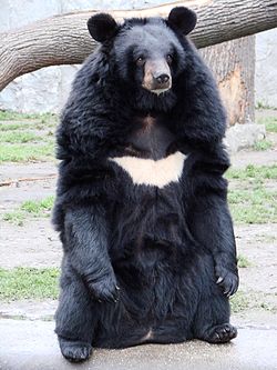 Don't f**k with Batbear