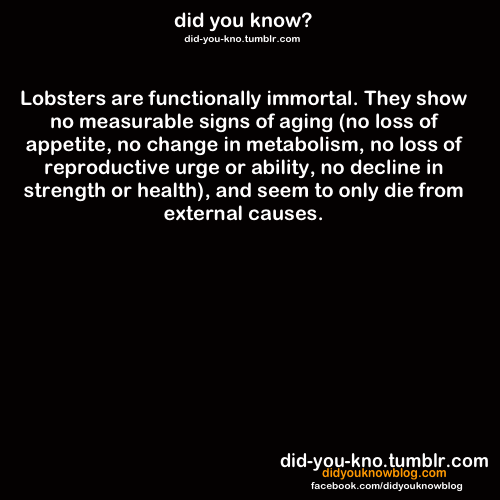 Lobsters are functionally delicious.