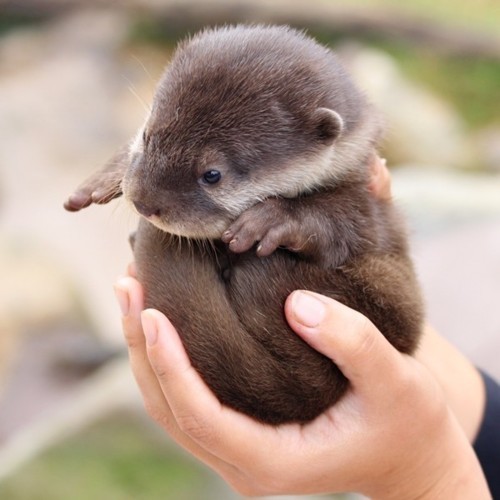 Let's play otterball!