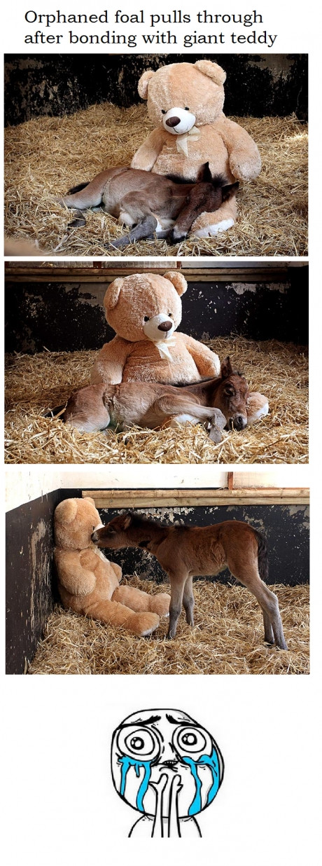 That is the sweetest and saddest thing I've seen all day.