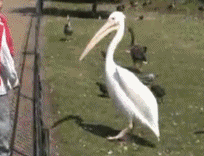 And you thought, it's cute... AND WHY DOES NO ONE INCLUDING THE OTHERS BIRD GIVE A ***?!