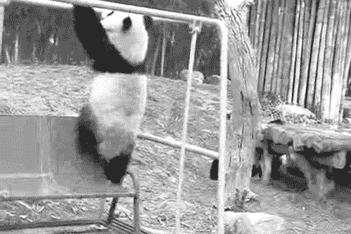 Panda Fail