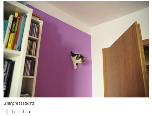 And suddenly.. a cat!