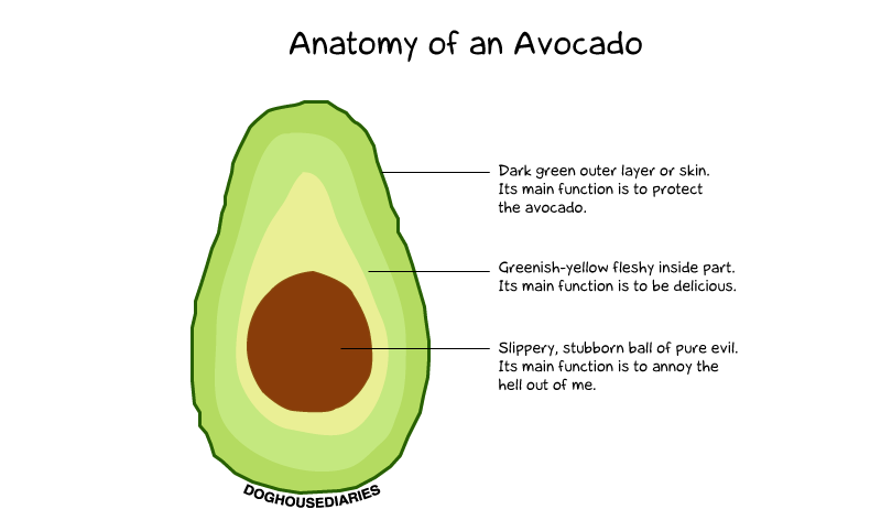 Diagram Of An Avocado