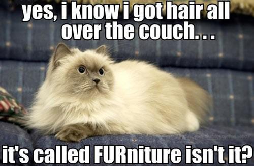 * ba dum meow *