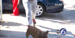 Angry women released the hounds for a news reporter