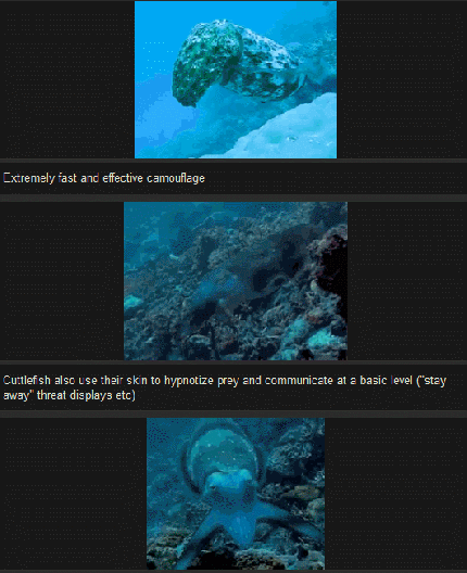 All hail to the cuttlefish