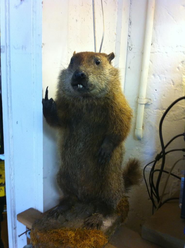 Have you ever been flipped off by a groundhog?