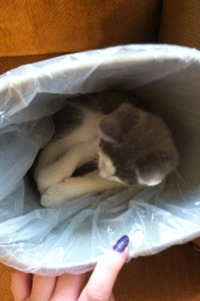 This kitty has some serious self worth issues