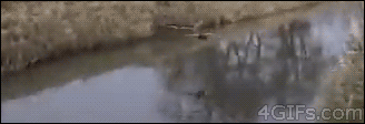 Duck's smooth landing