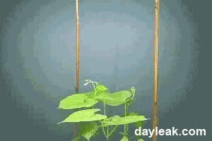 How a bean plant finds support
