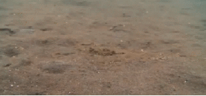 The Master of camouflage