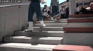 Penguin ambassadors deal with the stairs.
