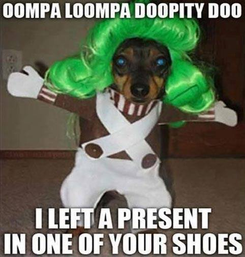 Oompa Loompa Dog