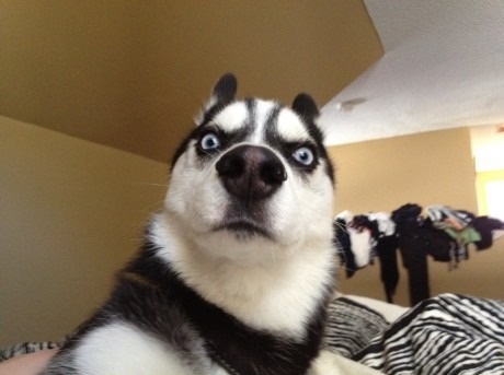 YOU SAY WAT