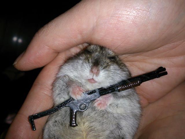 Combat-ready Hamster!