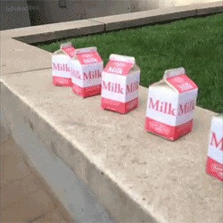 Milk breed