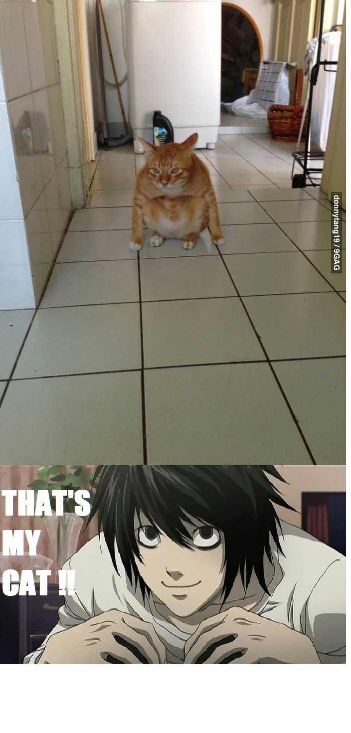 That's my cat
