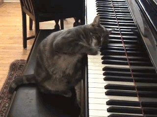 Cat takes up piano. No one has the heart to tell him he sucks.