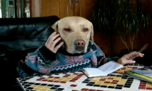 Hello, yes? This is dog. What can I help you with??