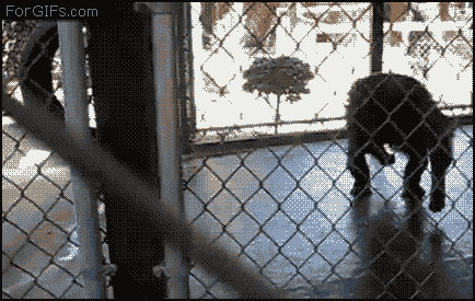 Monkey throwing sh*t