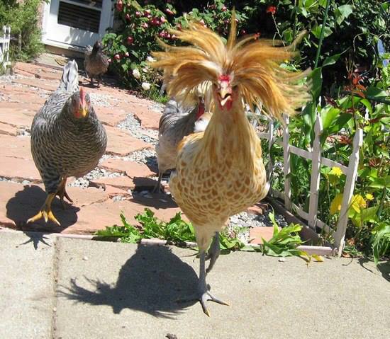 Fabulous *** & 2 Chicks