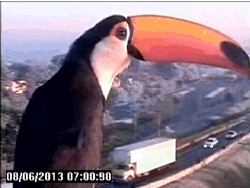 I need this bird to annoy the NSA