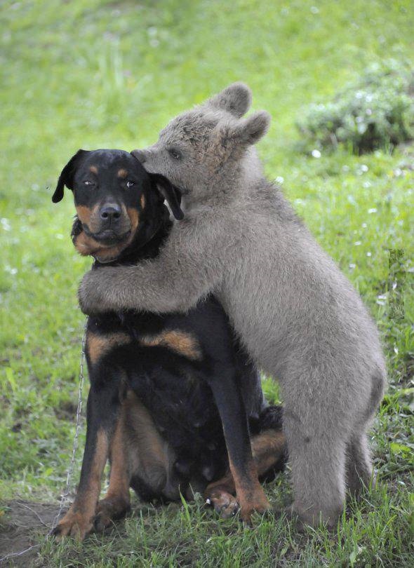 Bear hug!