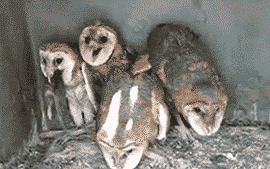 weird owls