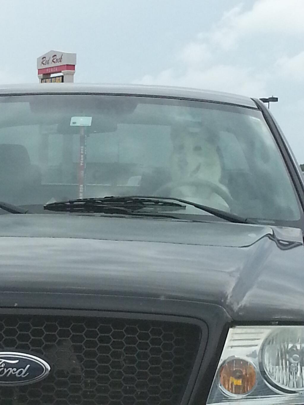 They'll give anybody a driver's license