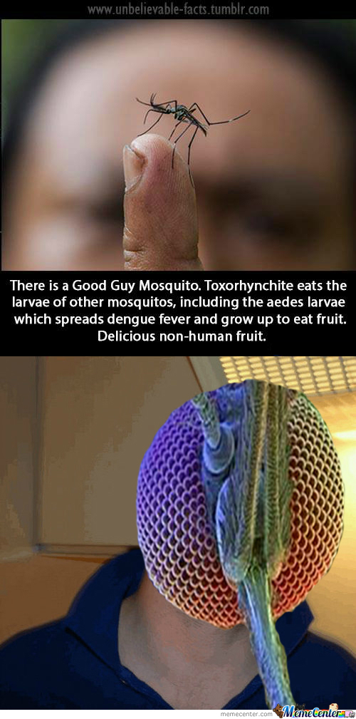 Good Guy Mosquito