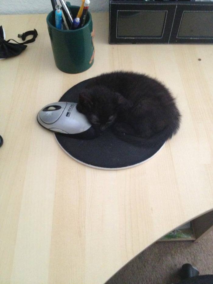 I was about to get back to work when I found this on my mouse...